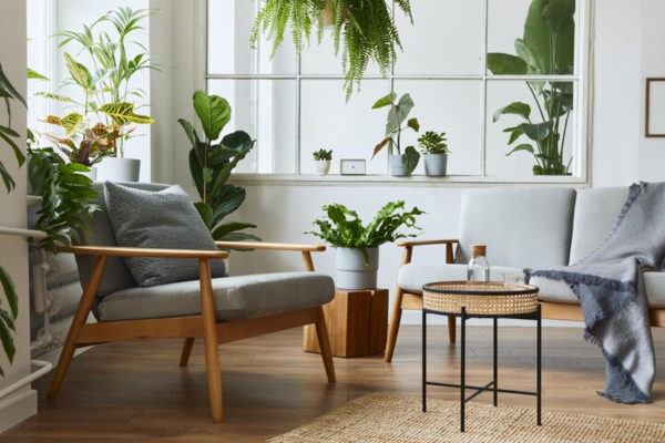 Wellness Rooms - Plants